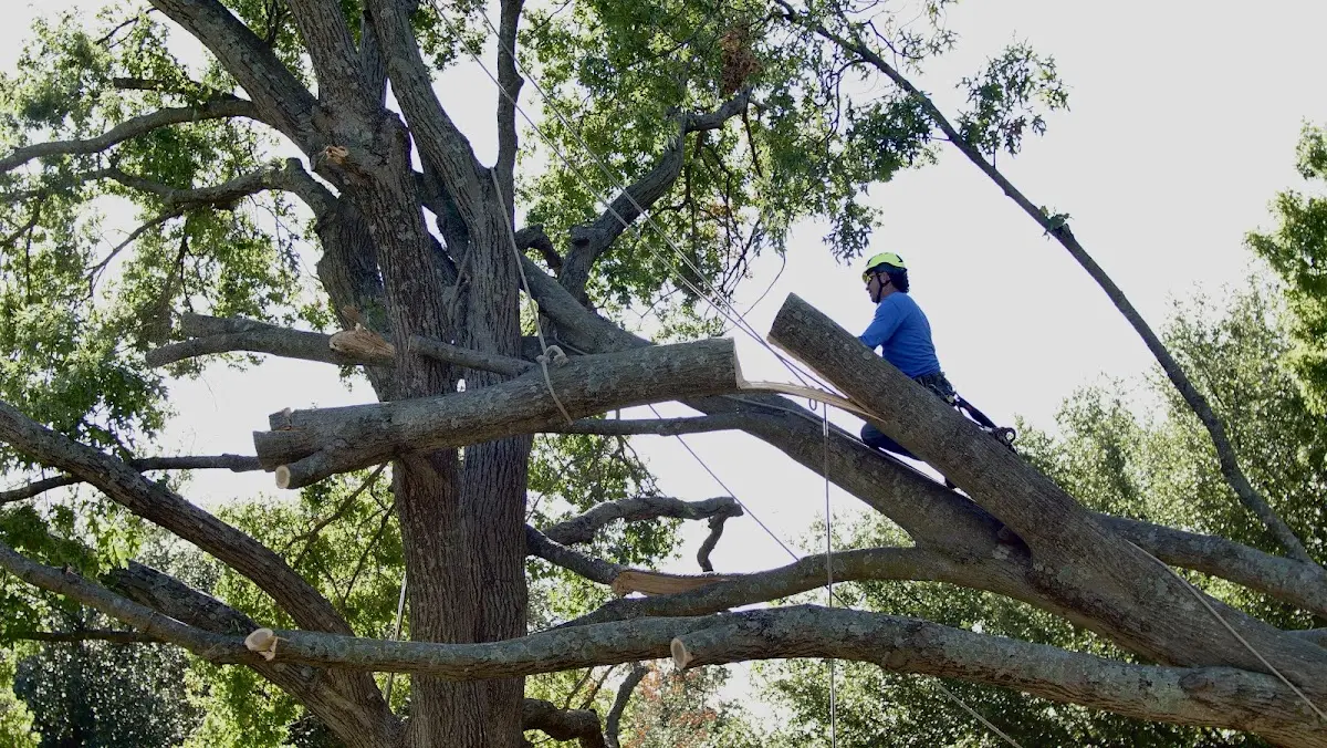 Professional Crown Thinning performed by certified arborists in Wilton
