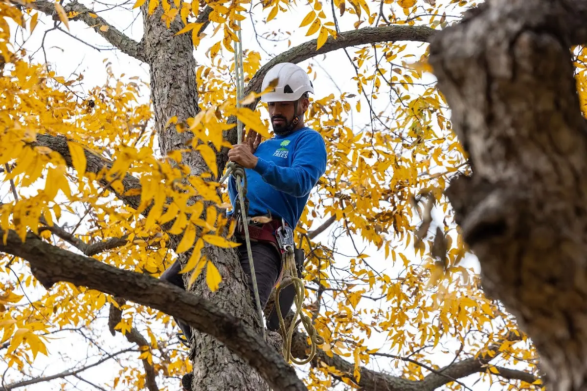 Skilled Tree Trimming crew working in Wilton